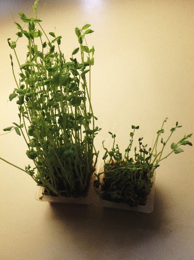 134.豆苗ともやしのオイスター炒め