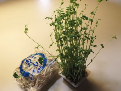 134.豆苗ともやしのオイスター炒め